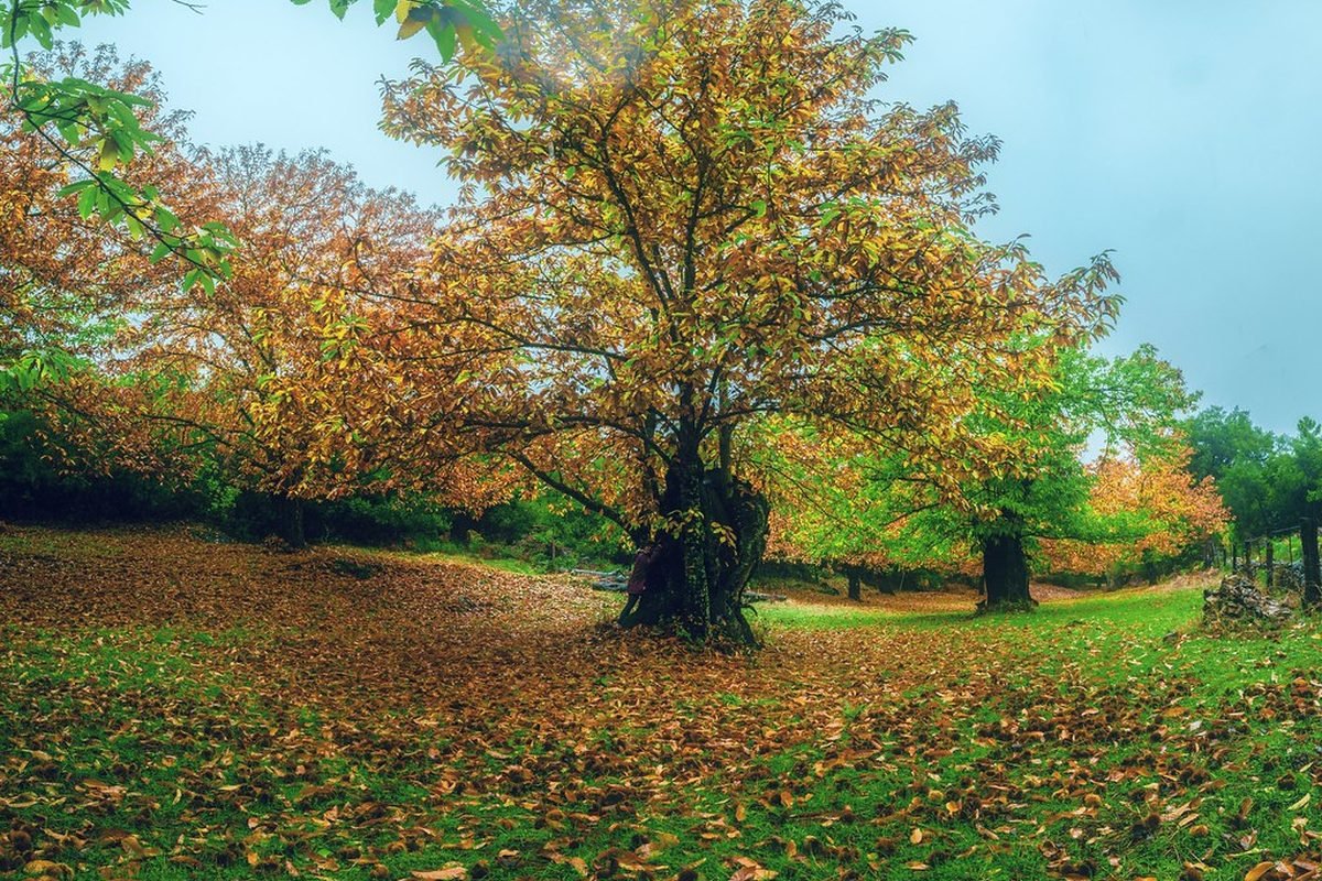 Sonbahar